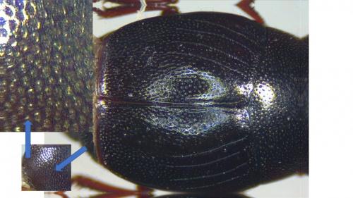 Réf. 236 752 : Gnathoncus buyssoni